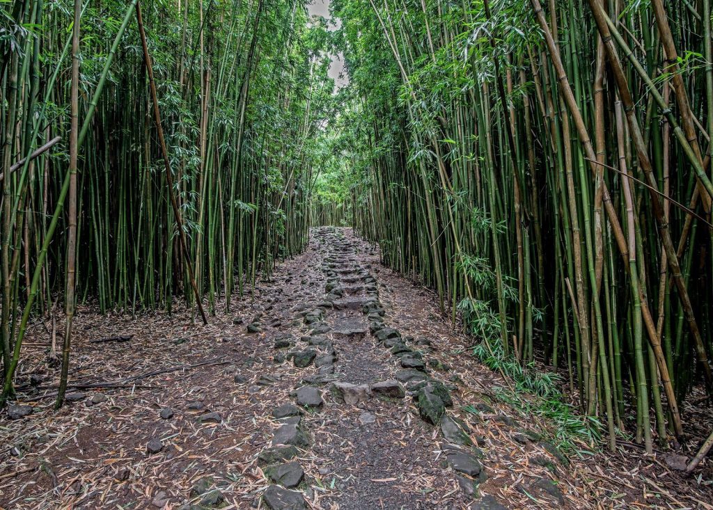 The Pipiwai Trail features waterfalls and a string of pools that are surrounded by lush greenery of the Maui rainforest.