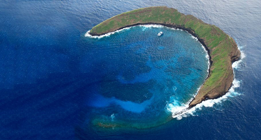 Molokini Crater boasts over 250 species of Hawaiian tropical fish, 100 species of algae, and 35 hard coral species.  Image Source