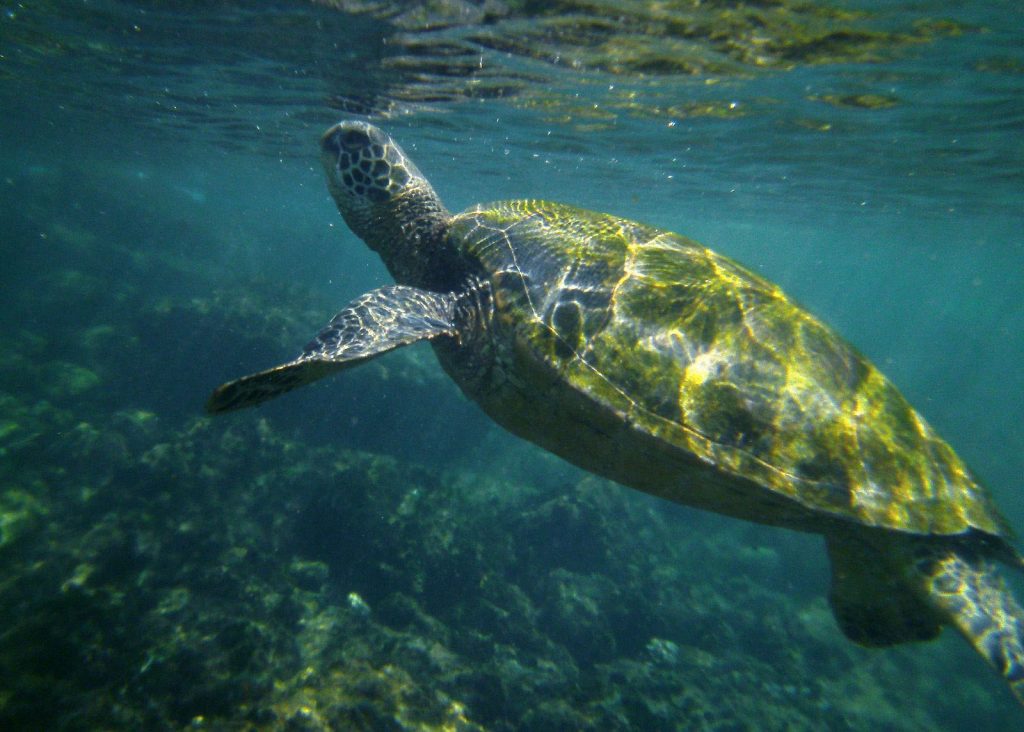 Honokeana Bay is said to have over 30 turtles and is definitely a turtle heaven for turtle lovers and snorkelers.   Image Source