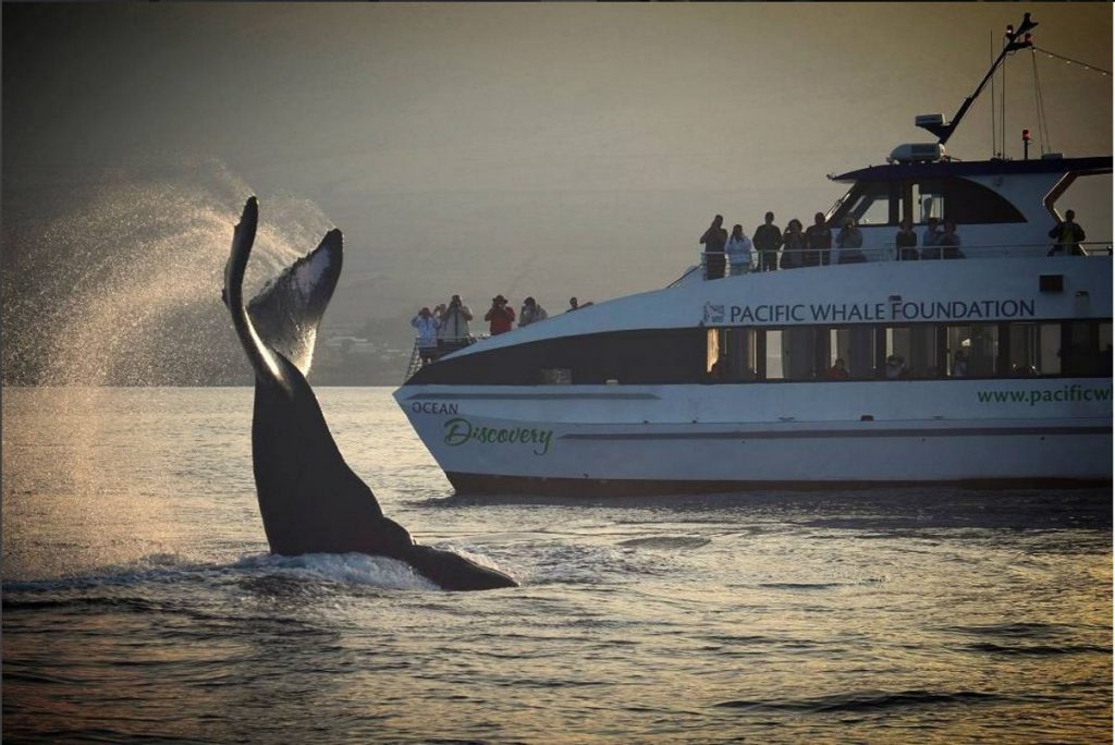 With thirty­-five years of whale research and conservation experience, Pacific Whale Foundation is Maui’s #1 whale watching choice.   Image Source
