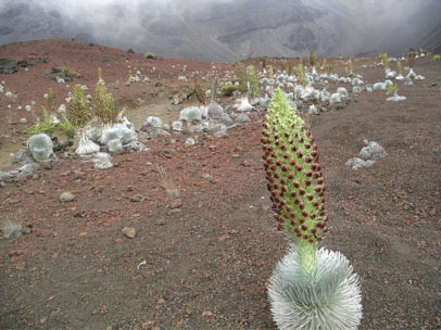 The silvery hairs of the Haleakala silverswords allow it to survive extreme weather conditions.  Image Source