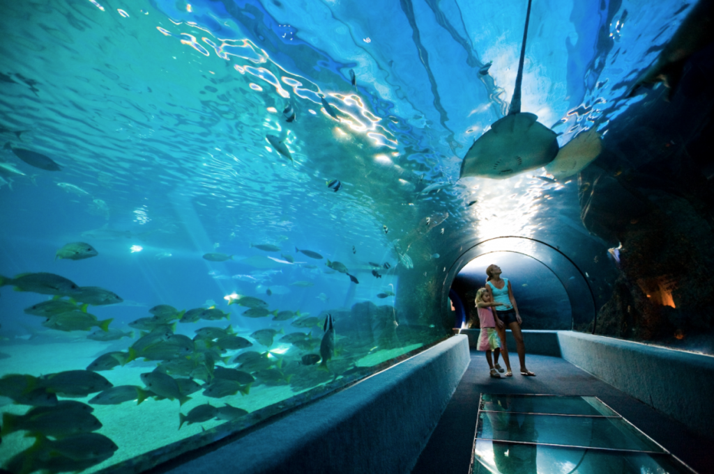 The Maui Ocean Center is nationally named as one of the best aquariums in the US and touts its replica of the natural Hawaiian ocean ecosystem.